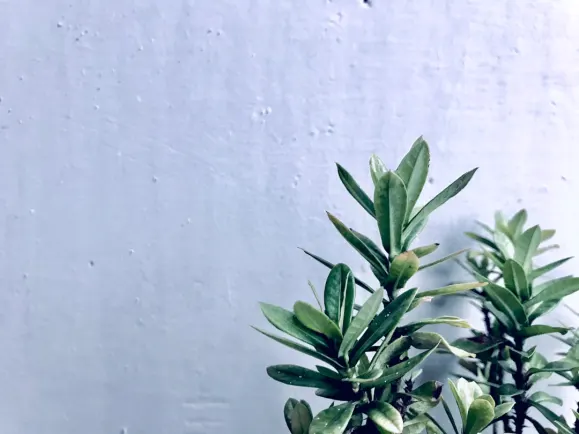 HippoZino Casino Support